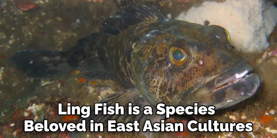 Ling Fish is a Species Beloved in East Asian Cultures