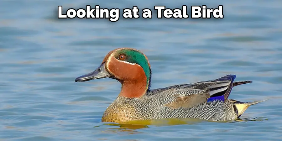 Looking at a Teal Bird