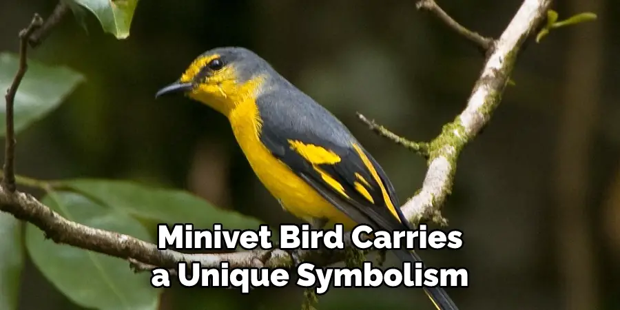 Minivet Bird Carries a Unique Symbolism