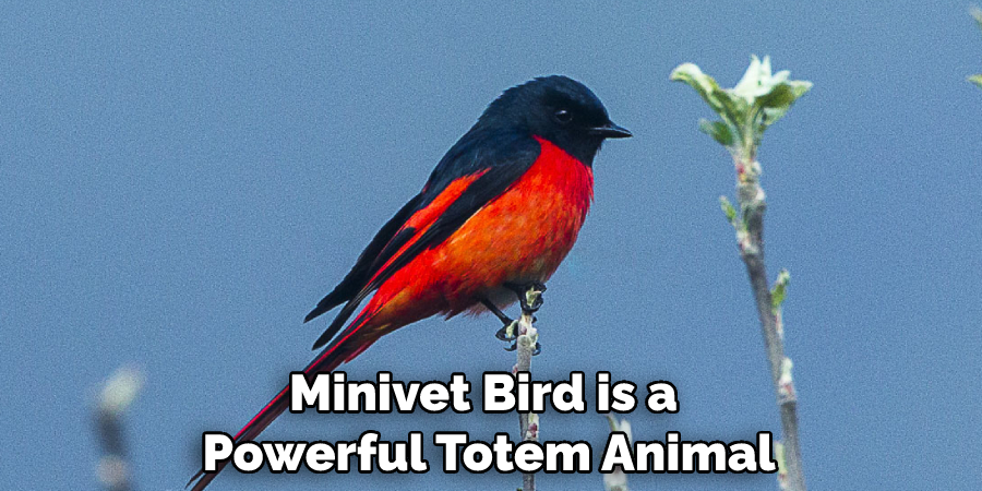 Minivet Bird is a Powerful Totem Animal