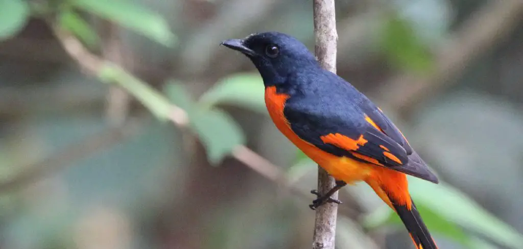 Minivet Spiritual Meaning