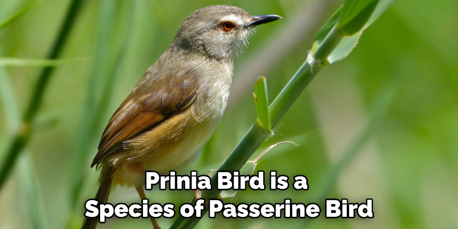 Prinia Bird is a Species of Passerine Bird