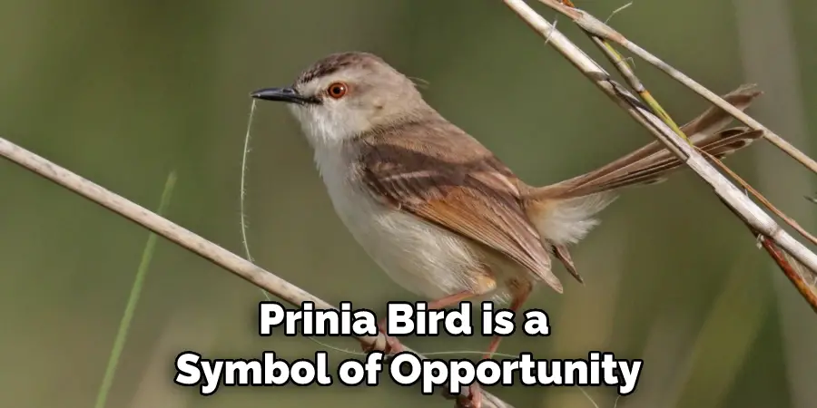 Prinia Bird is a Symbol of Opportunity