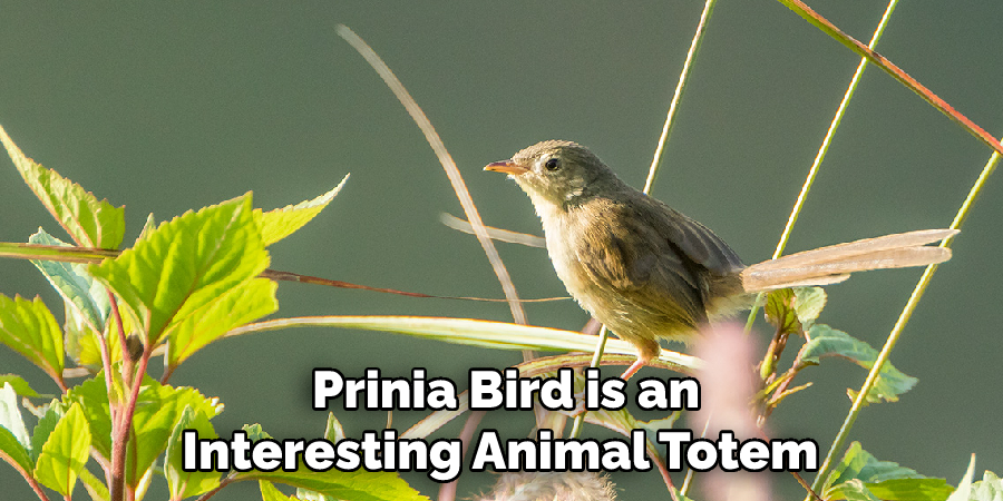 Prinia Bird is an Interesting Animal Totem 