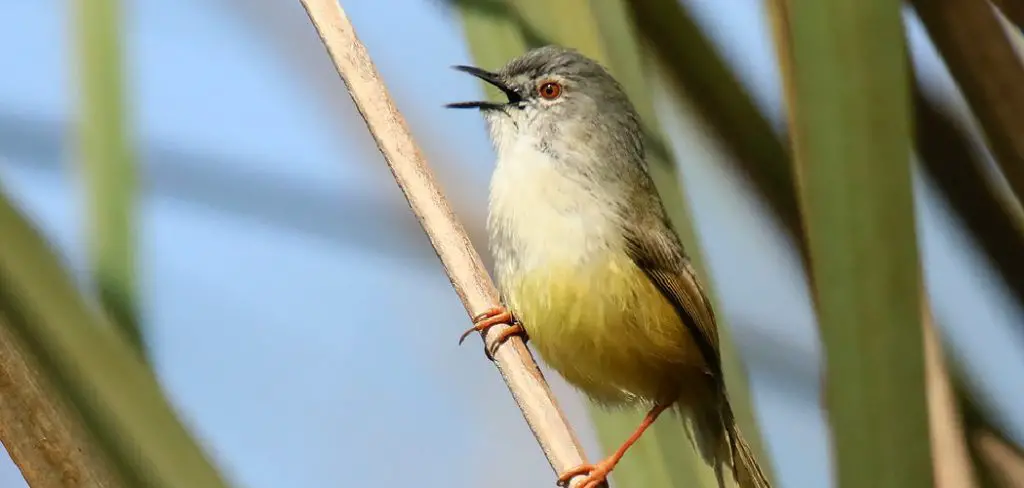 Prinia Spiritual Meaning