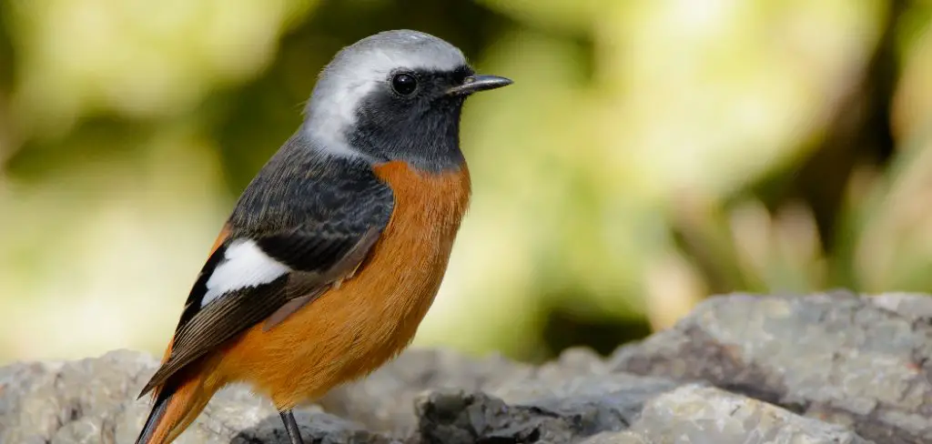 Redstart Spiritual Meaning