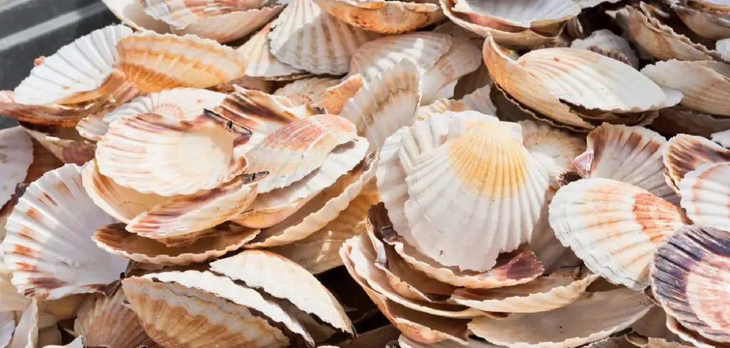 Scallop Spiritual Meaning