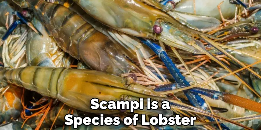 Scampi is a Species of Lobster