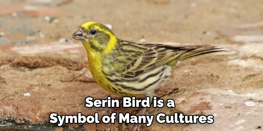 Serin Bird is a Symbol of Many Cultures