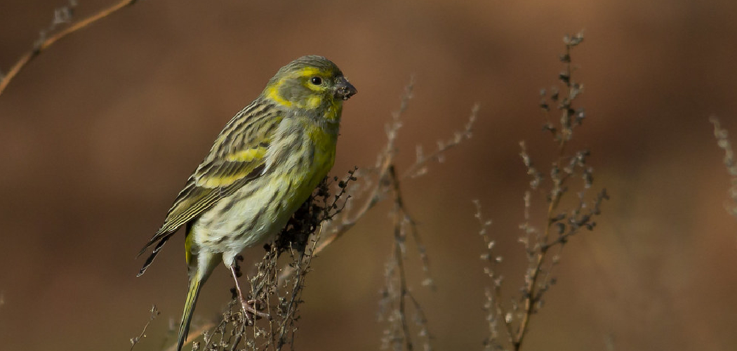 Serin Spiritual Meaning, Symbolism and Totem