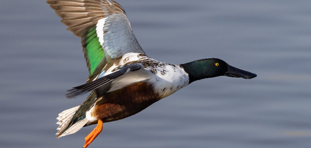 Shoveler Spiritual Meaning, Symbolism and Totem