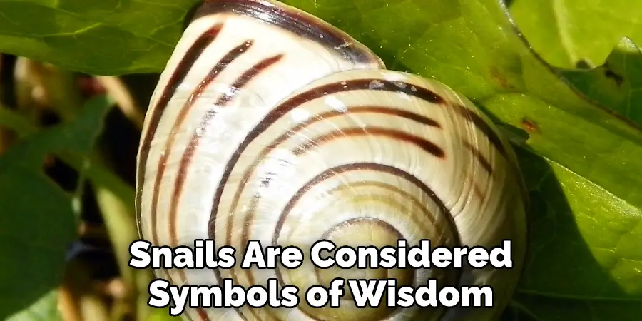Snails Are Considered Symbols of Wisdom