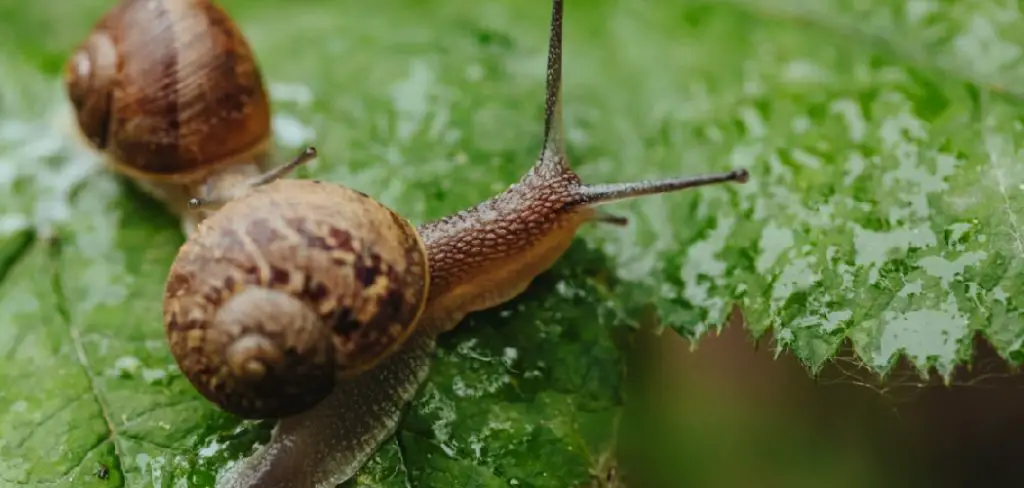 Snails Spiritual Meaning, Symbolism and Totem