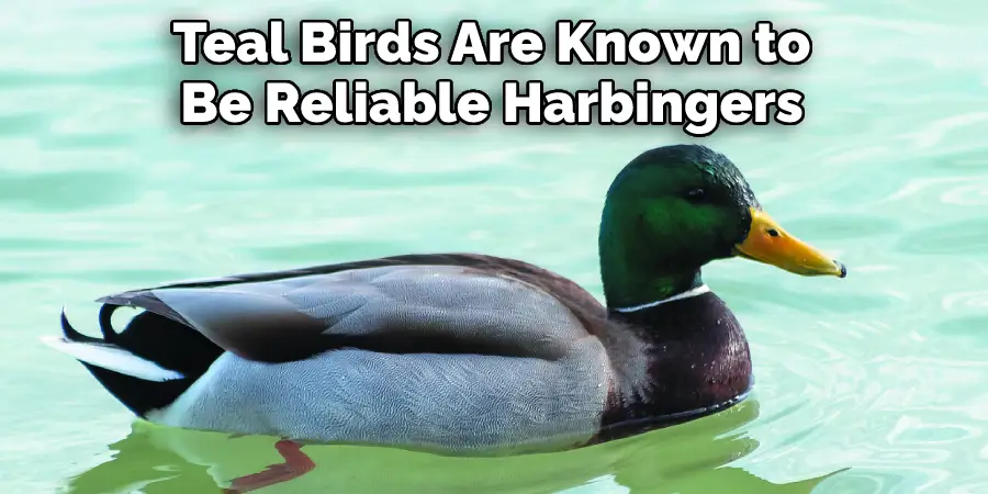 Teal Birds Are Known to
Be Reliable Harbingers