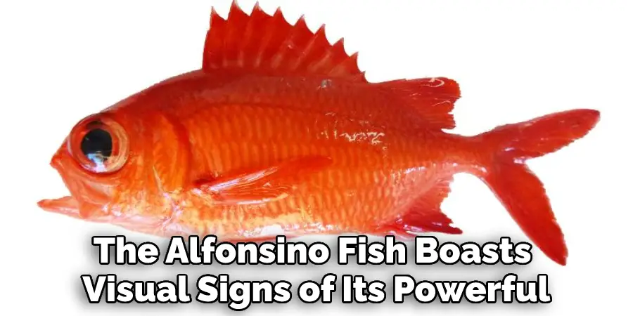 The Alfonsino Fish Boasts Visual Signs of Its Powerful