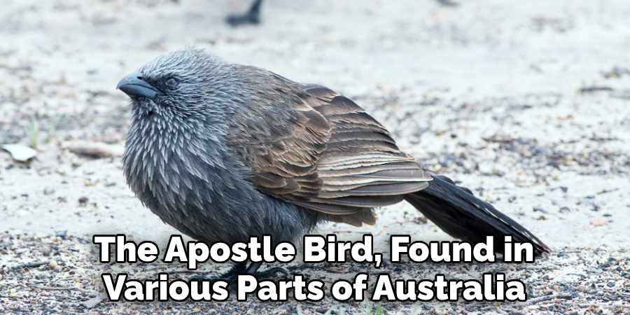 The Apostle Bird, Found in Various Parts of Australia