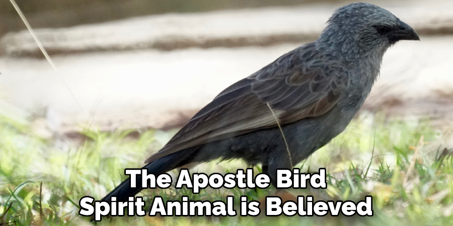 The Apostle Bird Spirit Animal is Believed