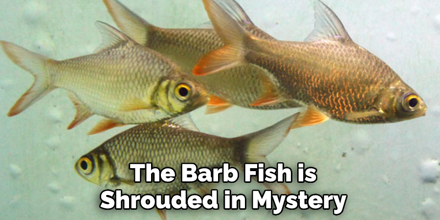 The Barb Fish is
Shrouded in Mystery