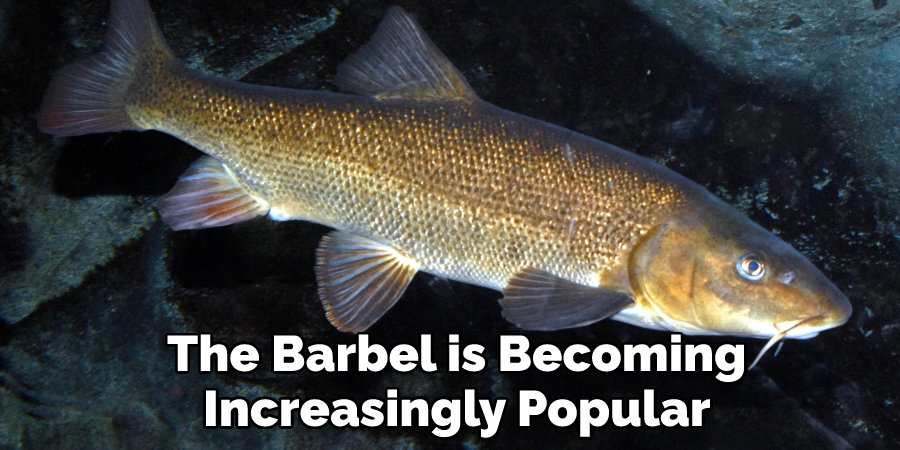 The Barbel is Becoming Increasingly Popular