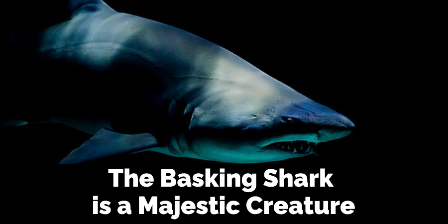 The Basking Shark is a Majestic Creature