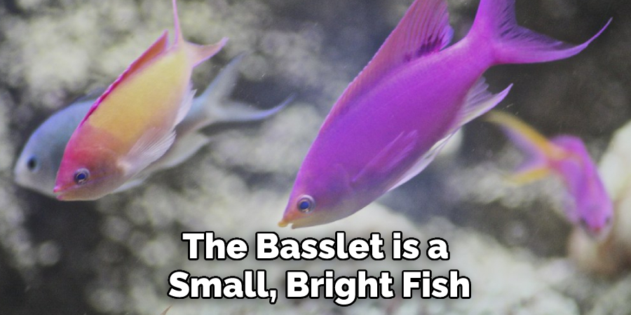 The Basslet is a Small, Bright Fish