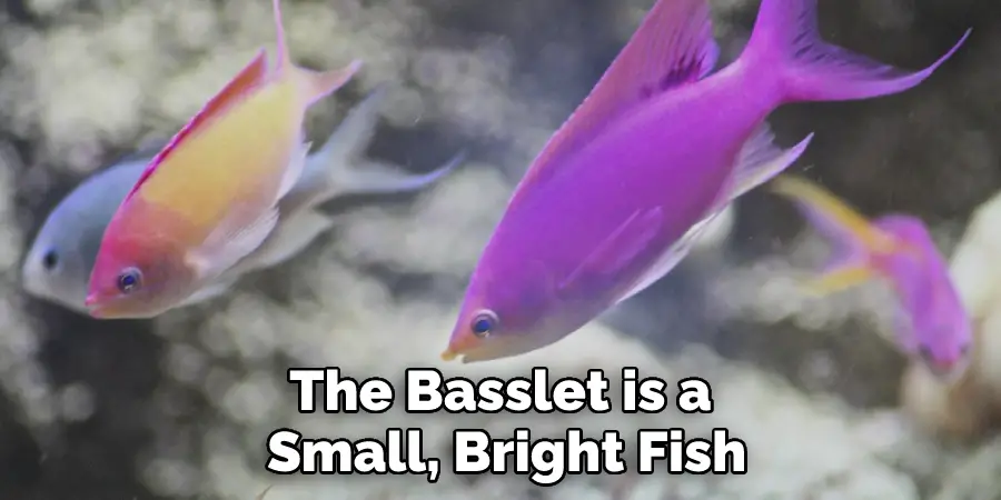 The Basslet is a Small, Bright Fish