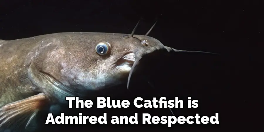 The Blue Catfish is Admired and Respected