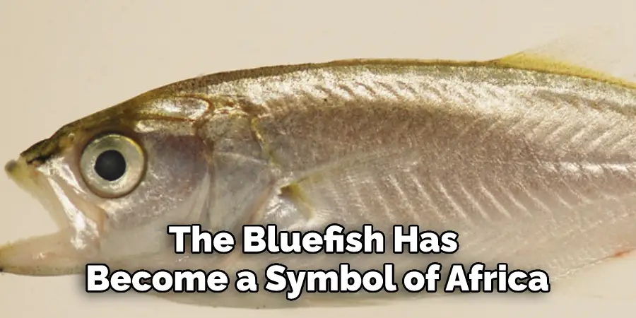 The Bluefish Has Become a Symbol of Africa