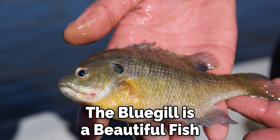 The Bluegill is a Beautiful Fish