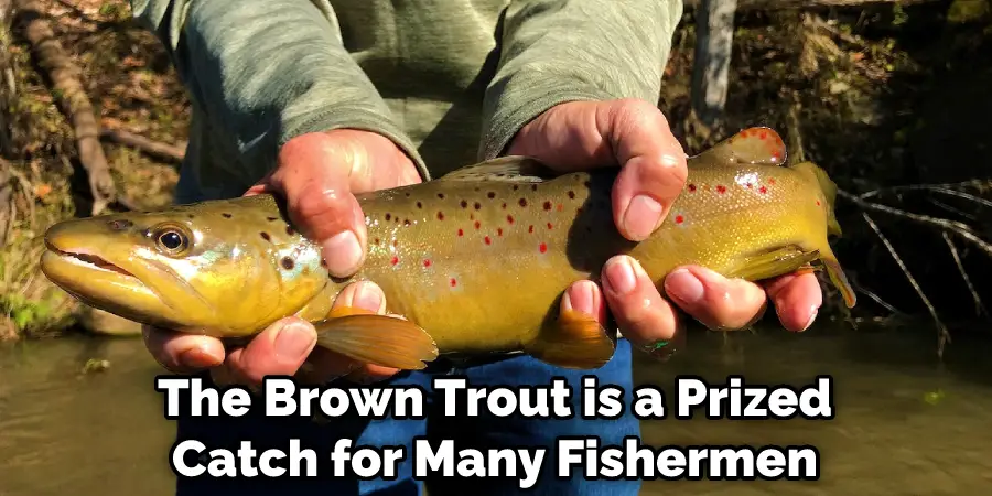 The Brown Trout is a Prized Catch for Many Fishermen
