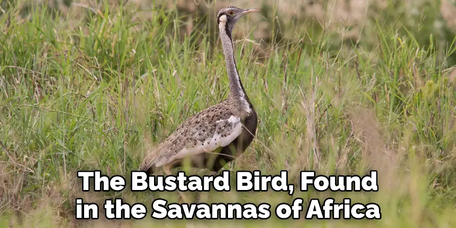 The Bustard Bird, Found
in the Savannas of Africa