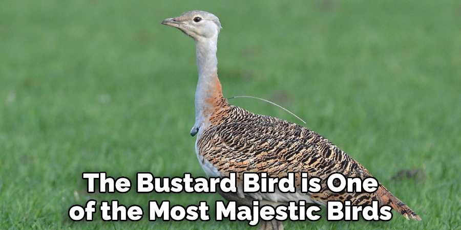The Bustard Bird is One of the Most Majestic Birds