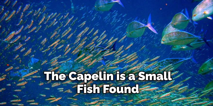 The Capelin is a Small Fish Found
