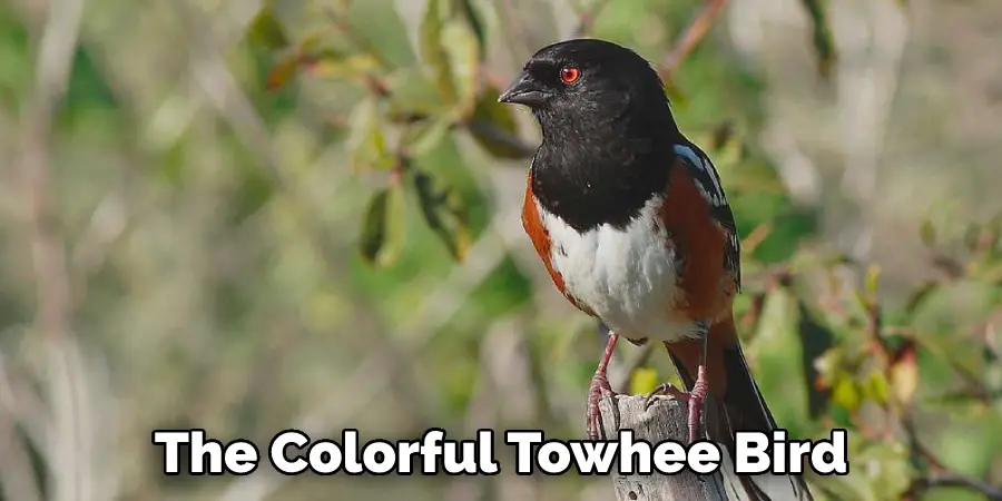 The Colorful Towhee Bird