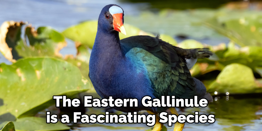 The Eastern Gallinule
is a Fascinating Species