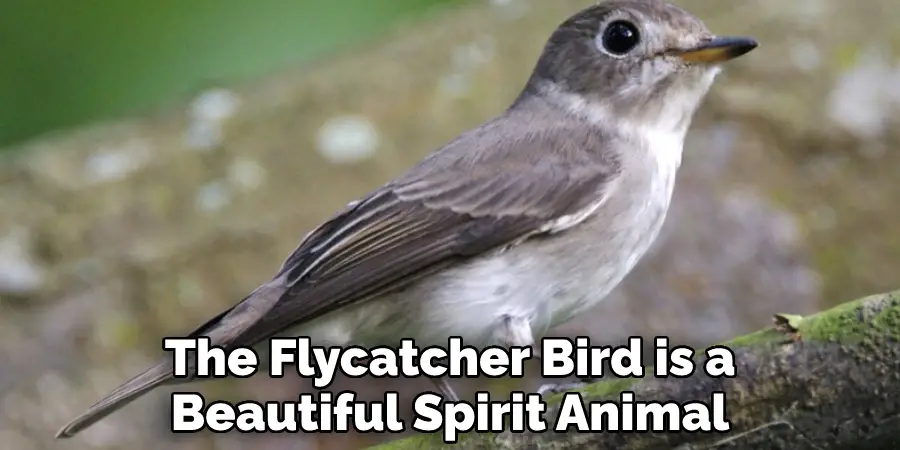 The Flycatcher Bird is a
Beautiful Spirit Animal