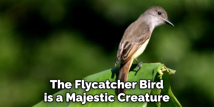 The Flycatcher Bird is a Majestic Creature