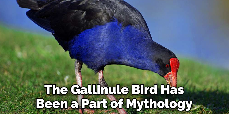 The Gallinule Bird Has Been a Part of Mythology