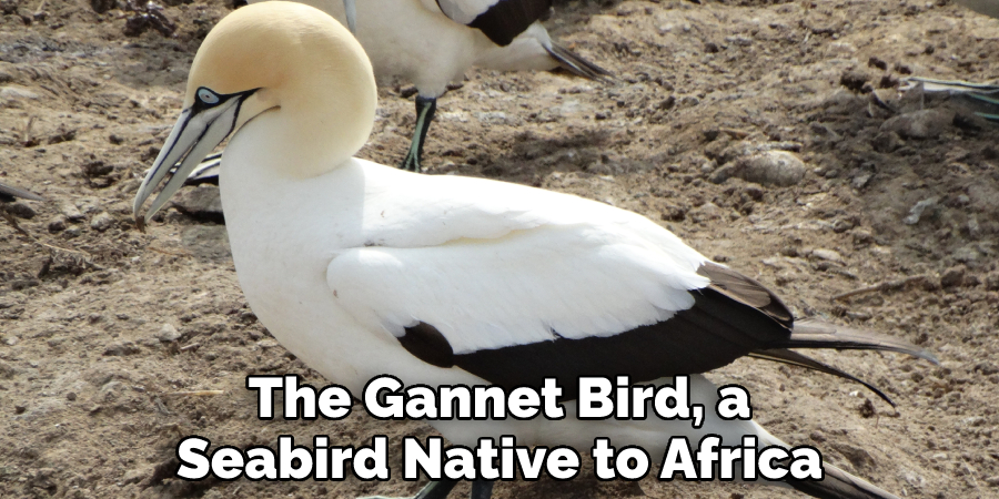 The Gannet Bird, a Seabird Native to Africa