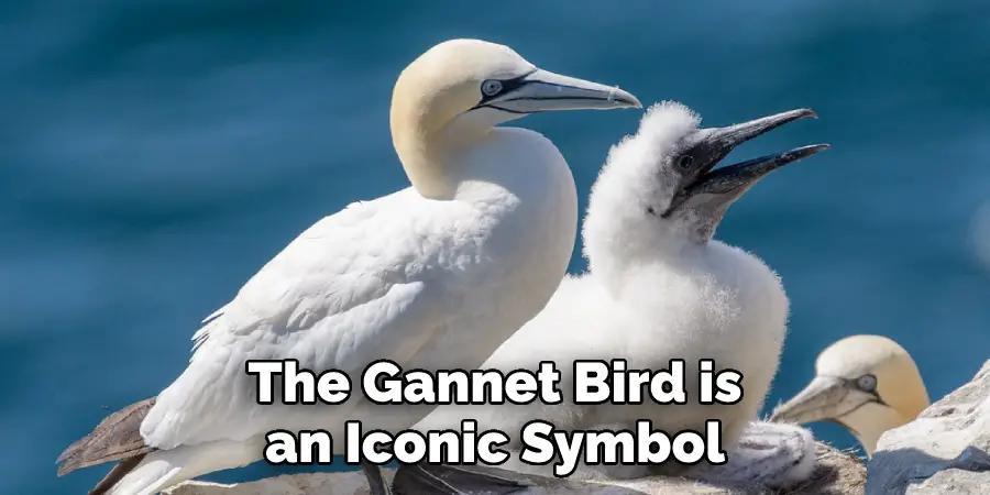 The Gannet Bird is an Iconic Symbol