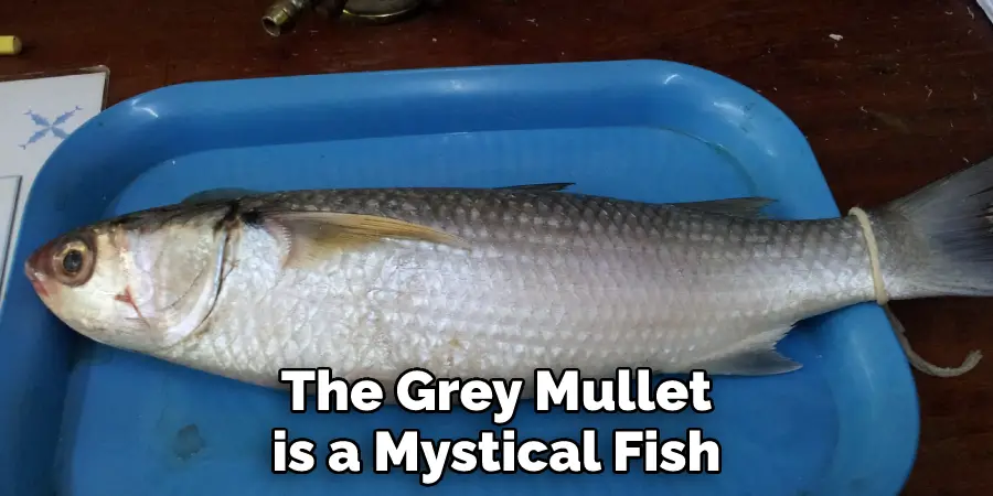 The Grey Mullet is a Mystical Fish