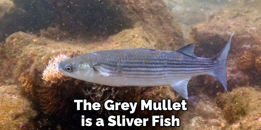 The Grey Mullet is a Sliver Fish
