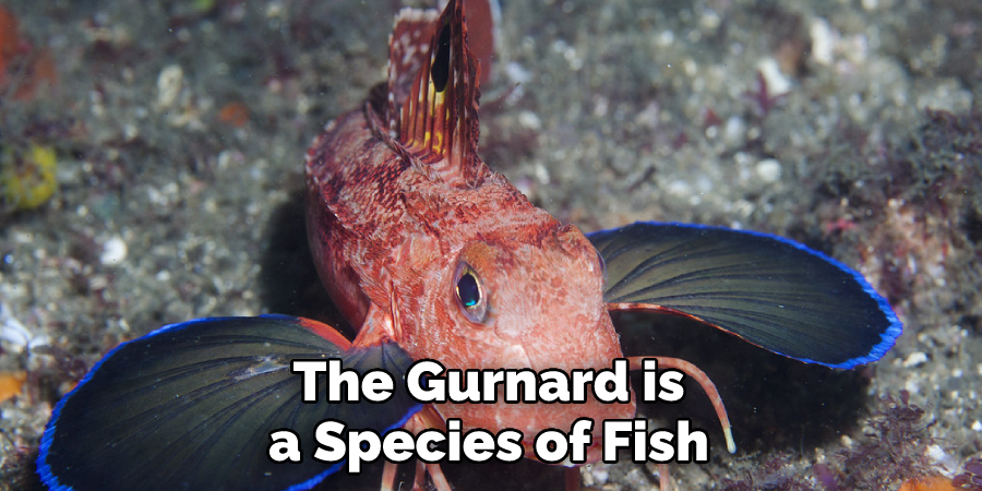 The Gurnard is a Species of Fish