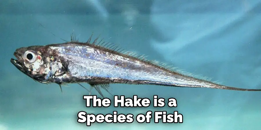 The Hake is a Species of Fish