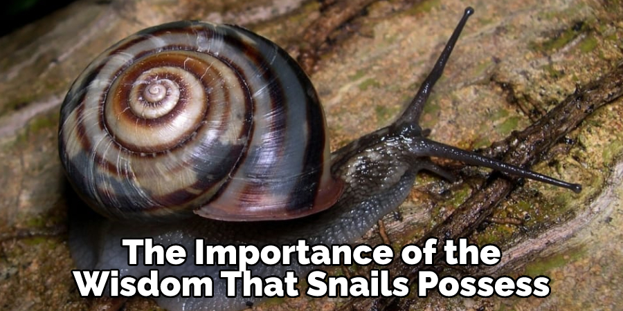 The Importance of the
Wisdom That Snails Possess