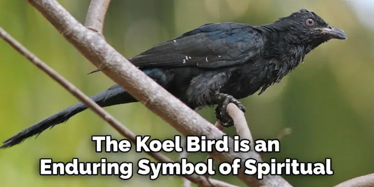 Koel Spiritual Meaning, Symbolism and Totem | Detailed Guide