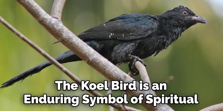 The Koel Bird is an Enduring Symbol of Spiritual