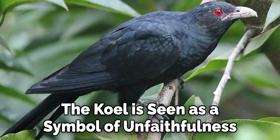 The Koel is Seen as a Symbol of Unfaithfulness