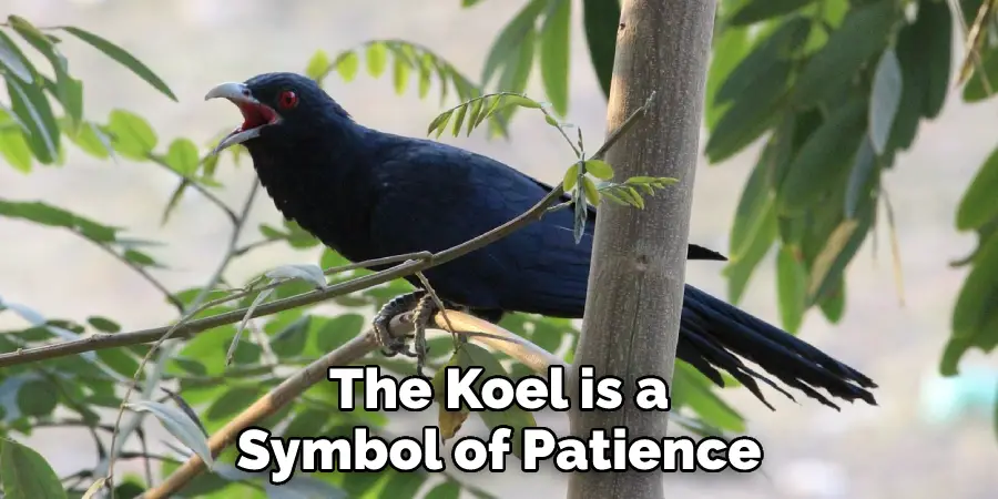 The Koel is a Symbol of Patience