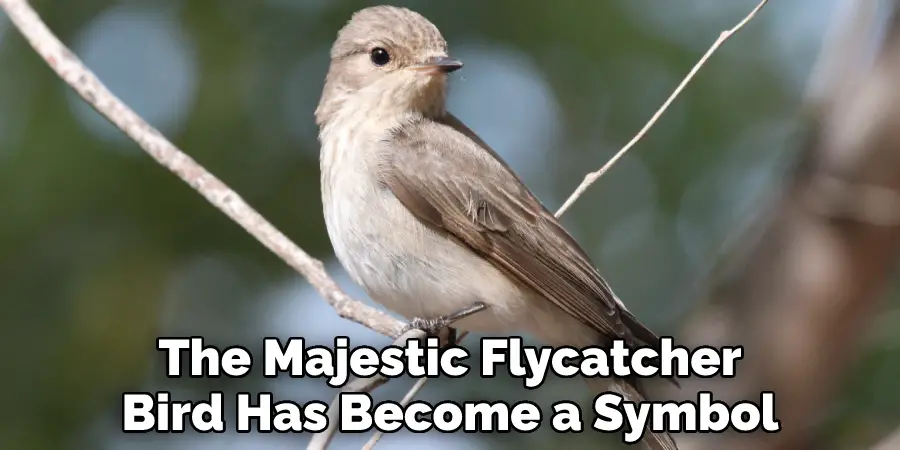 The Majestic Flycatcher Bird Has Become a Symbol